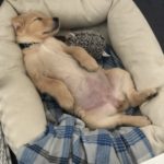 7 Things You'll need for a new puppy in your house