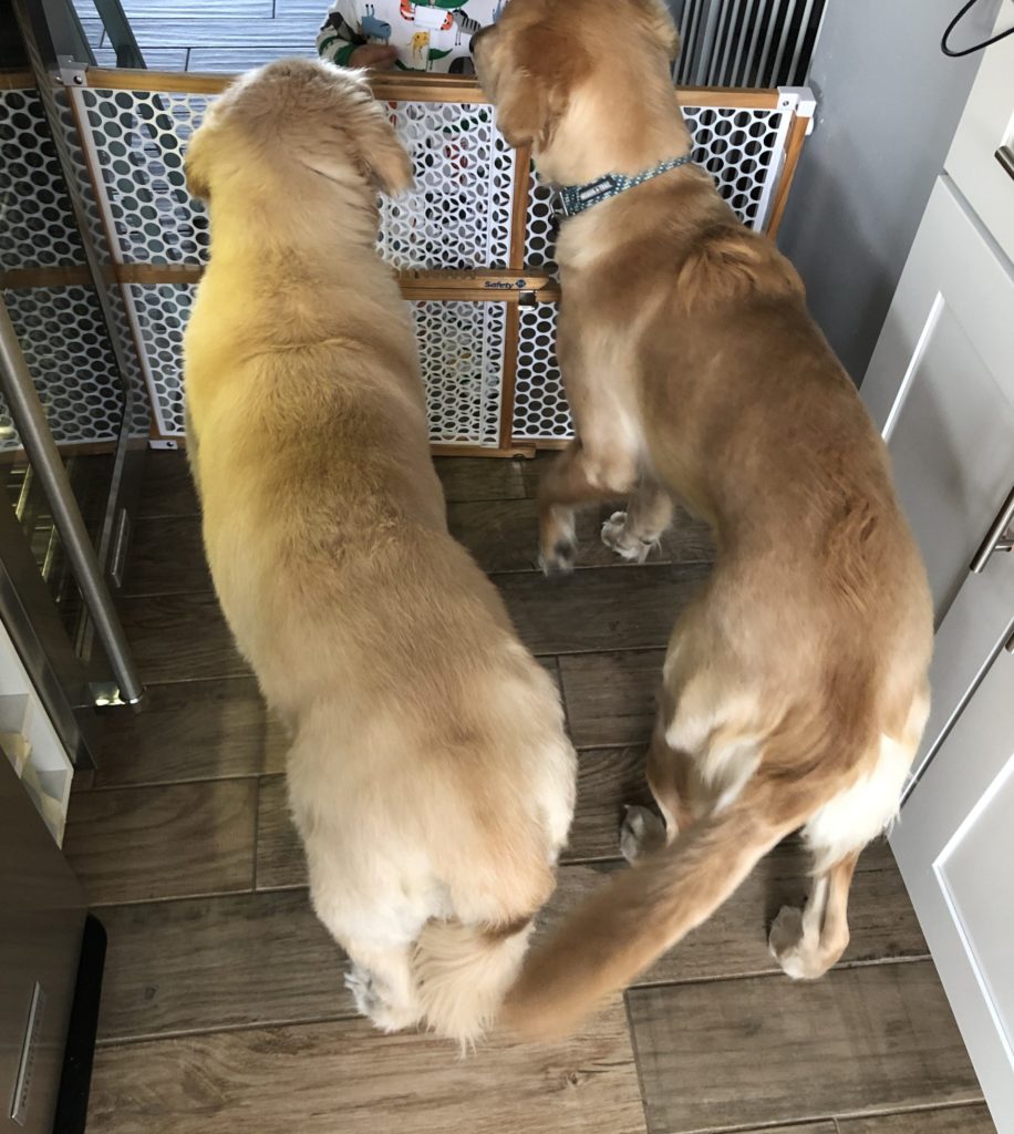 two golden retrievers