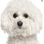 Healthy Breeds Bichon Frise Oatmeal Shampoo with Aloe 16 oz
